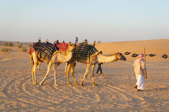 Safari Desert